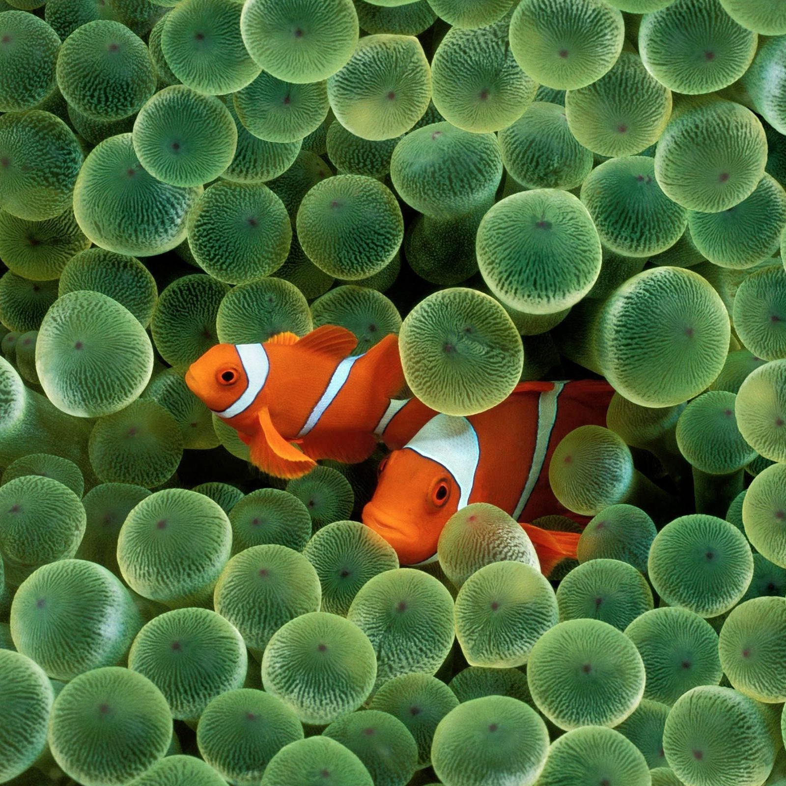 iPhone-X-wallpapers-05.jpg
