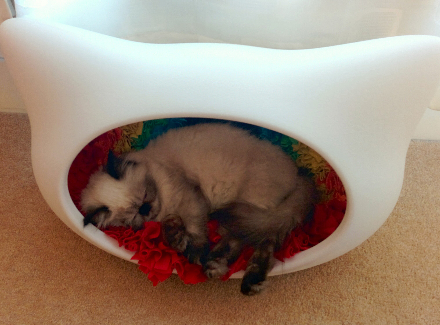 IMG_20150403_4catbed.jpg