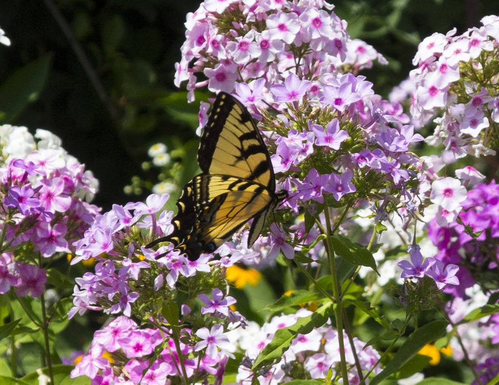 swallowtail1crop1280c.jpg