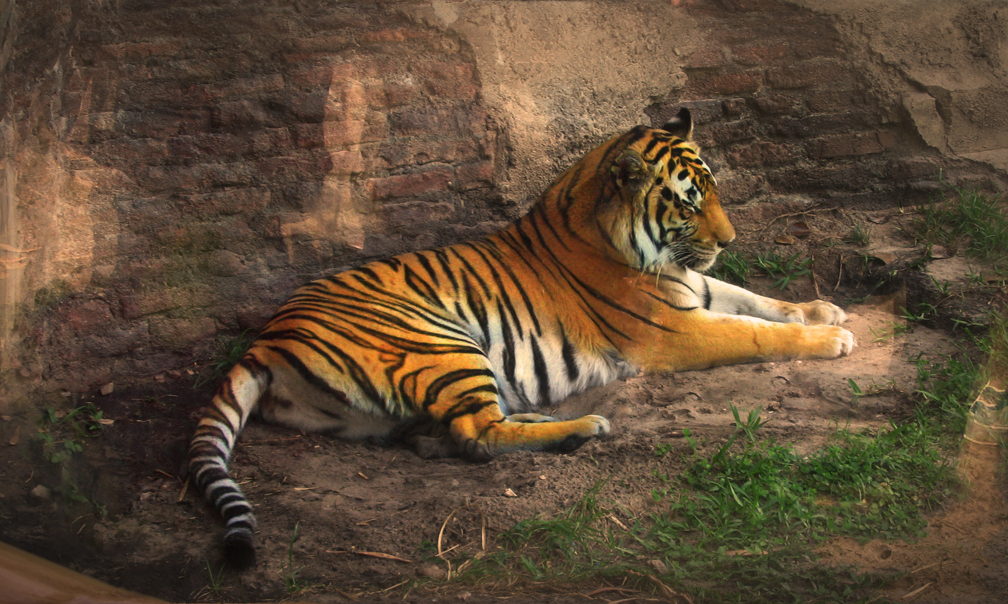 Striped_Slumber_by_gmcube.jpg