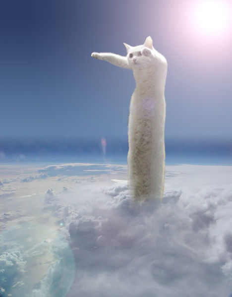 468px-Longcat.jpg