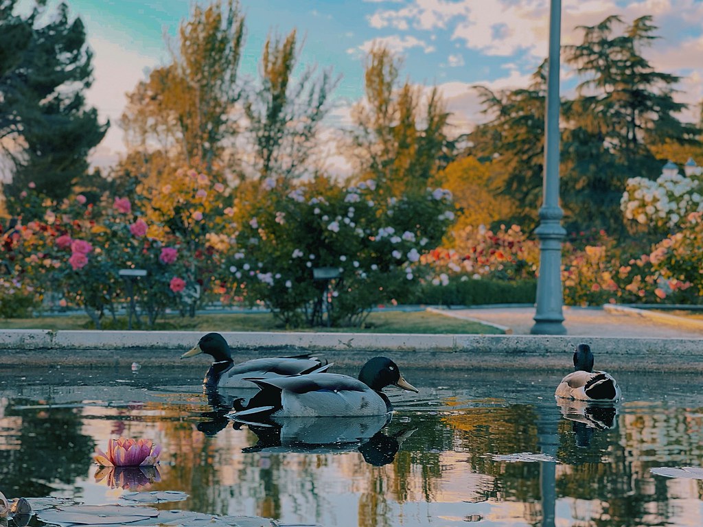 51173276067_a77193590c_b.jpg