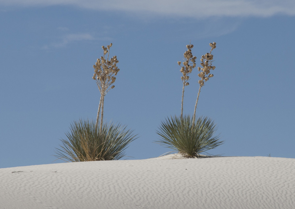 2yuccas1280.jpg