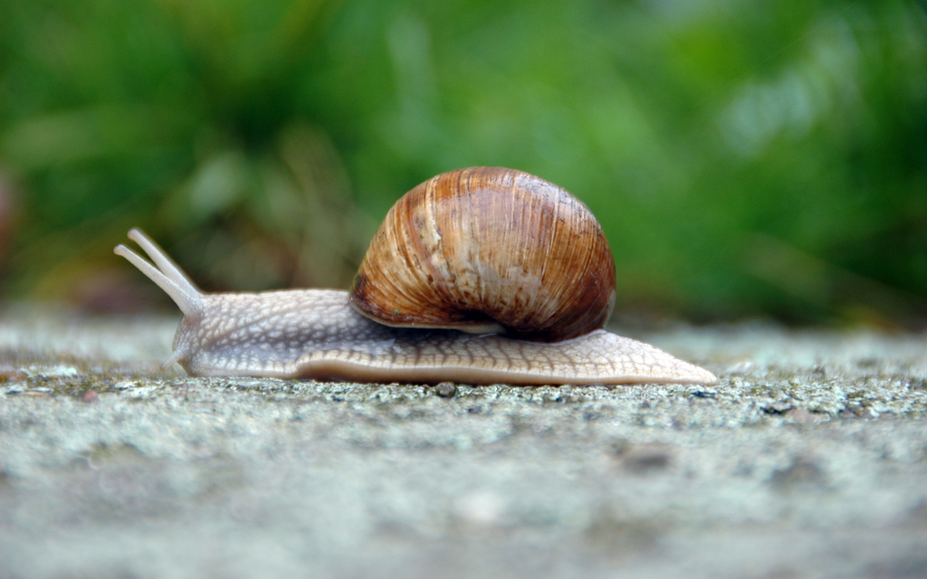 cyantistsnail1920x1200.jpg