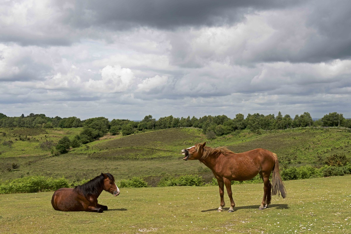 horselaff_new_forest.jpg