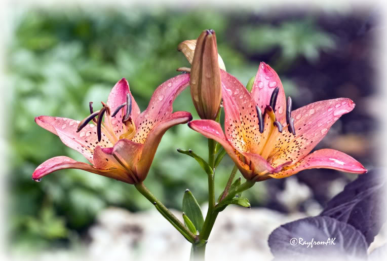 Lilies07-30-08.jpg