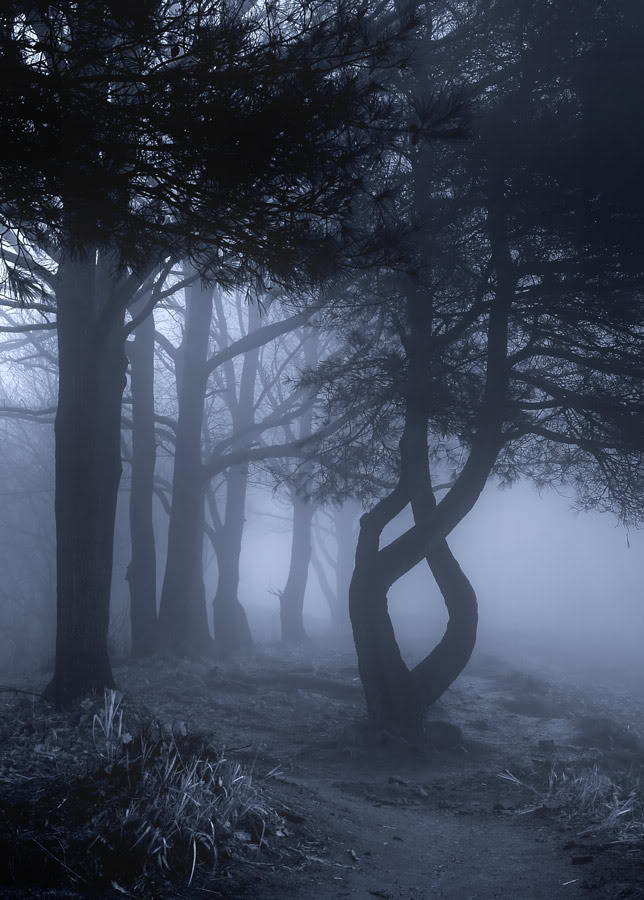 hdr_tree_fog_blue-web.jpg