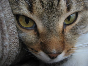 Cat_Eyes_1_by_rattusDatorum.jpg