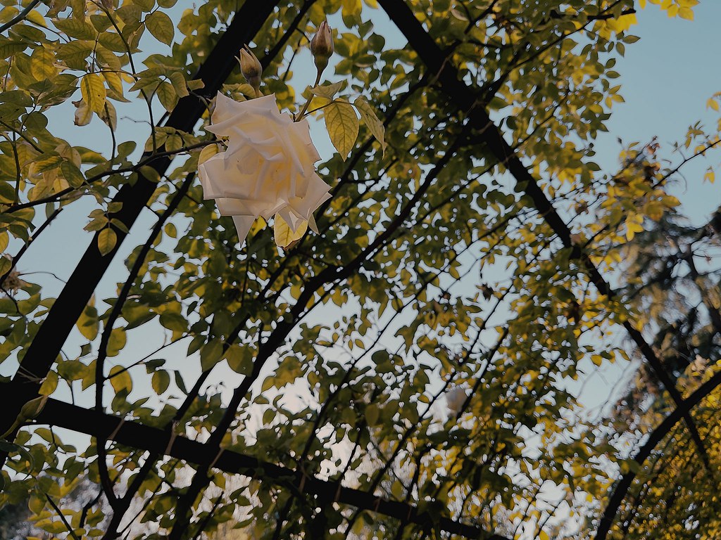 51122609222_0fe3518ac8_b.jpg