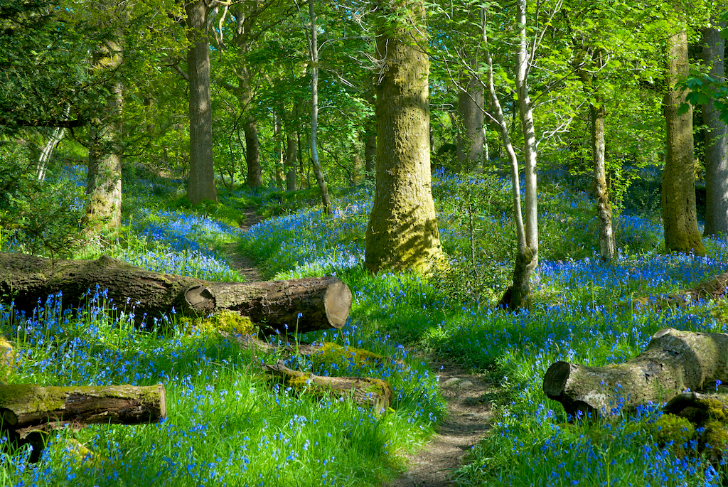 bluebells1_zpsb1fd86ad.jpg