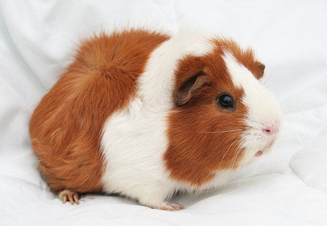 guinea-pig-2017678_640.jpg