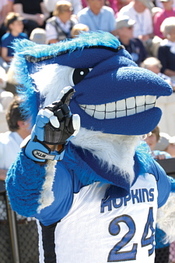 blue_jay.jpg