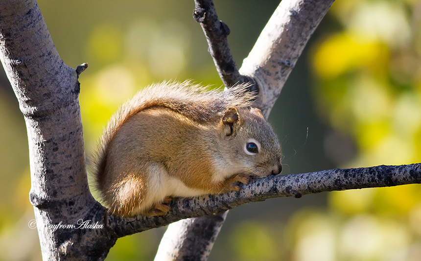 09-14Squirrel_6125O_zpsda3213fb.jpg