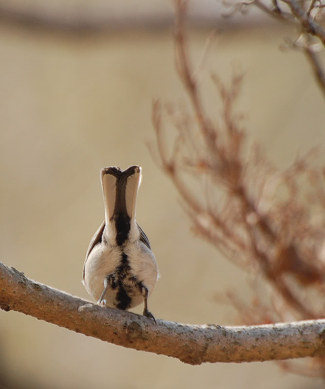 Bird-Butt-web.jpg