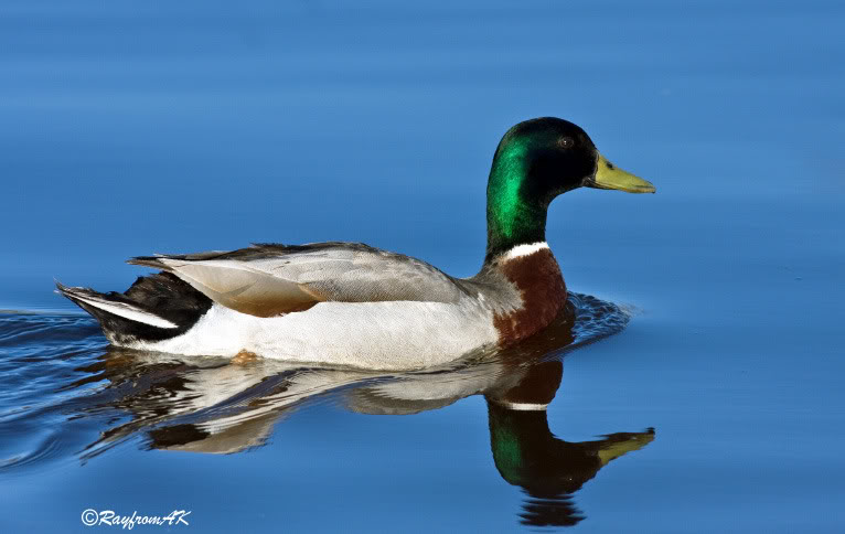 Duck_3906.jpg