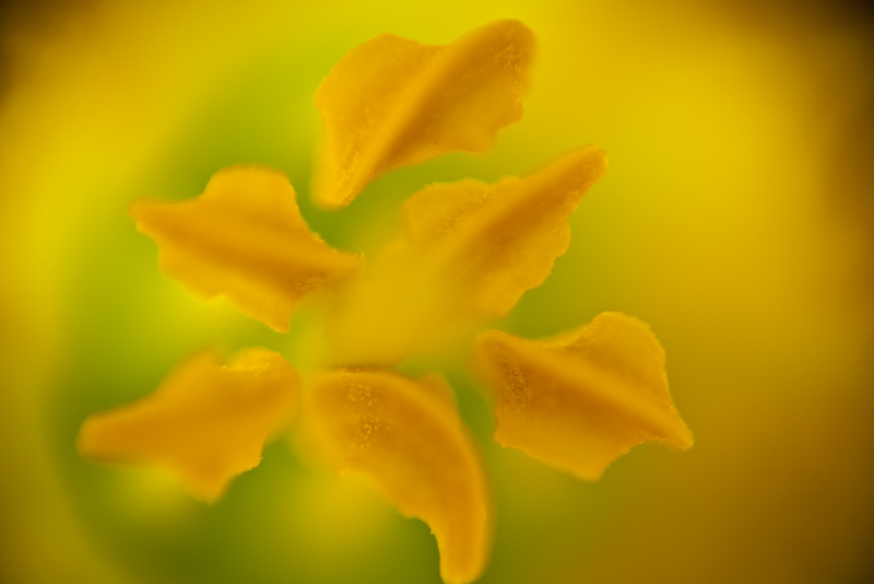 YellowBloomMacro.jpg