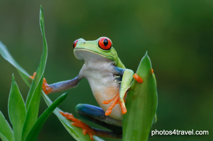 red-eyed-tree-frog_costa_rica.jpg