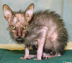 evil_cat_by_insanesnowduck.jpg