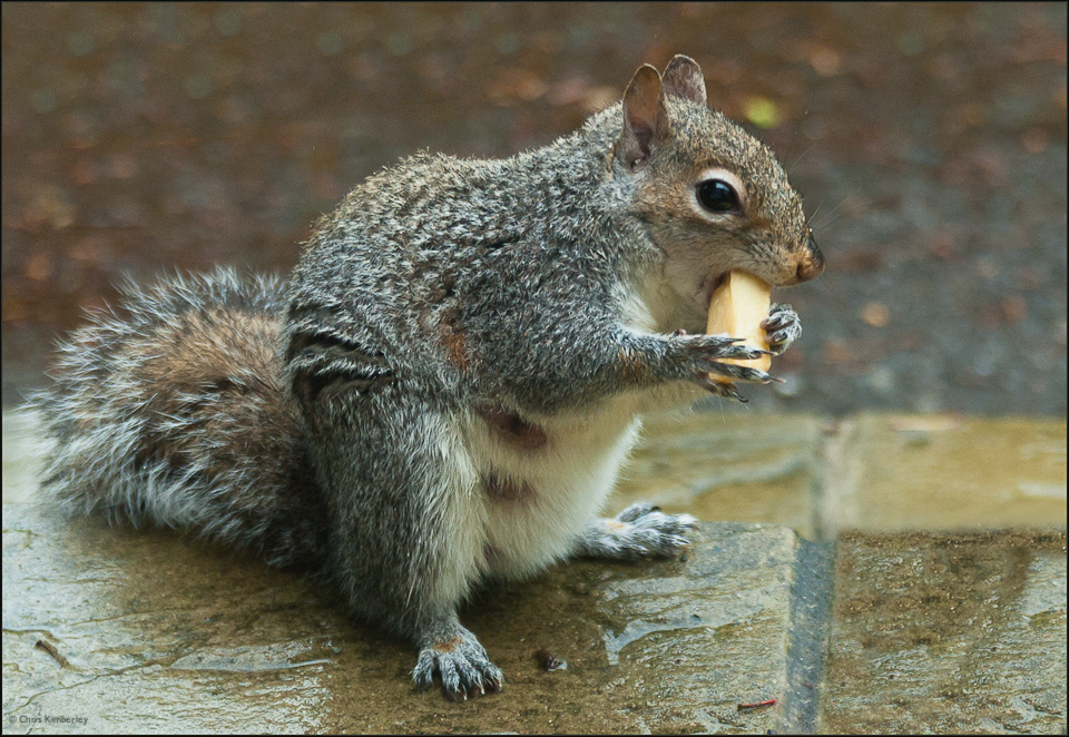 CRK_4799_squirrel.jpg