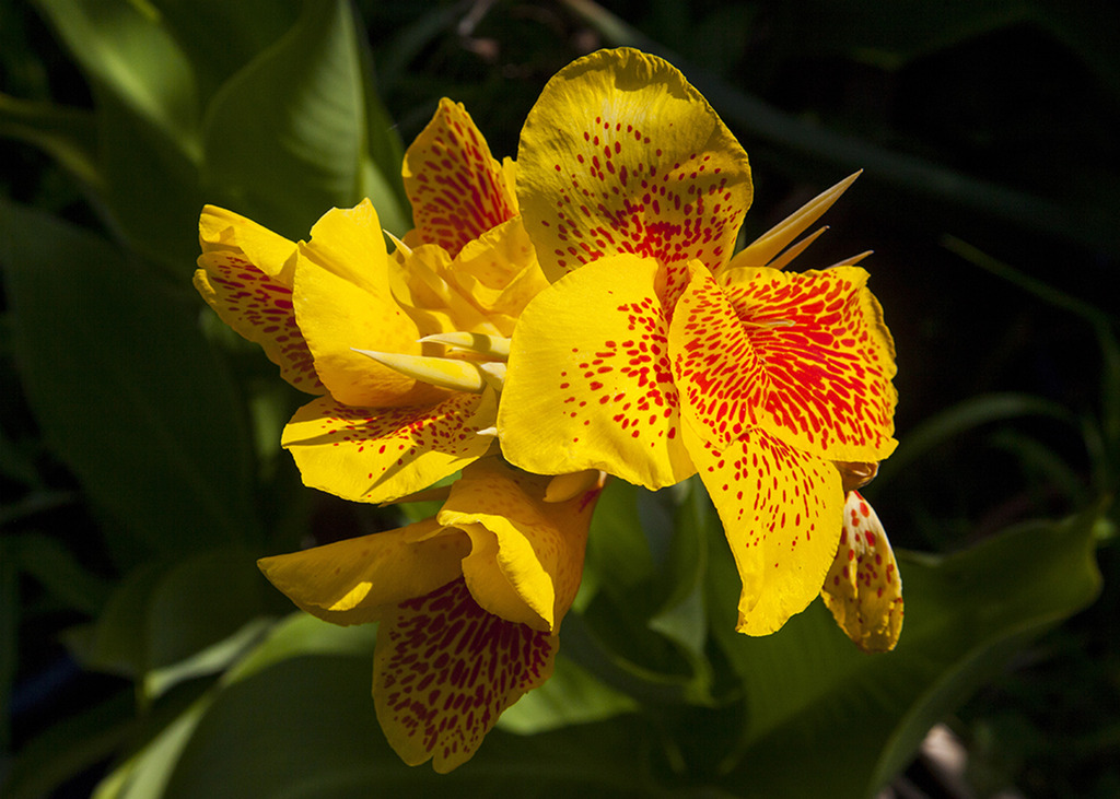 canna11280c.jpg