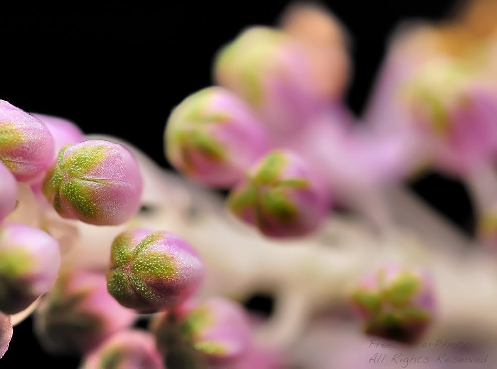 Pink_Flower_Bud2.jpg