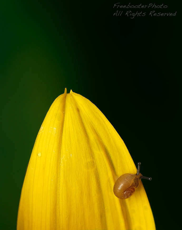 Snail-on-Yellow.jpg