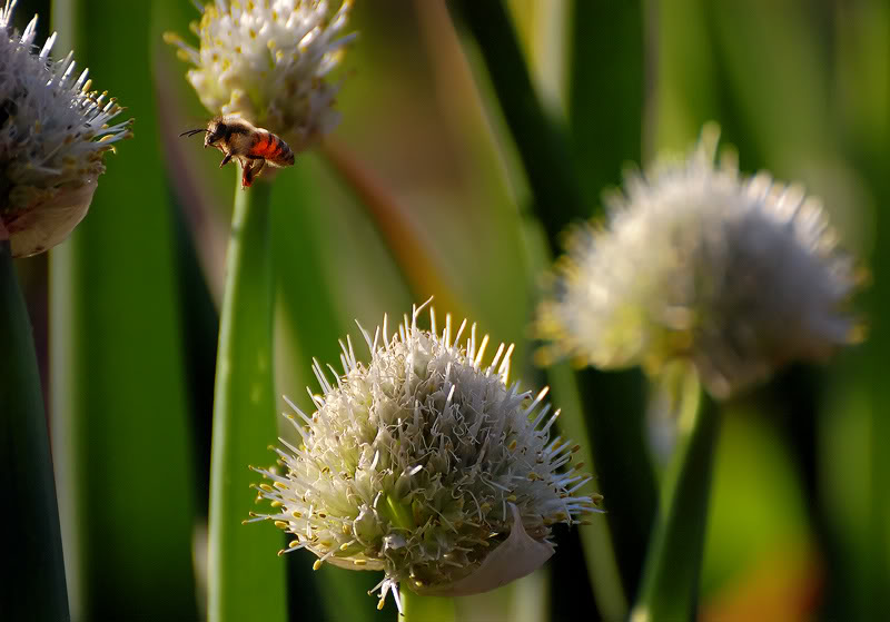 onion_flower_bee_web.jpg