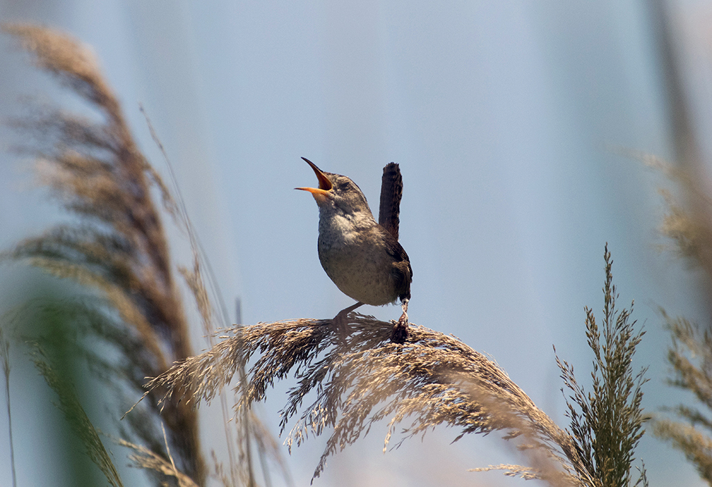 tinybird1crop1024.jpg