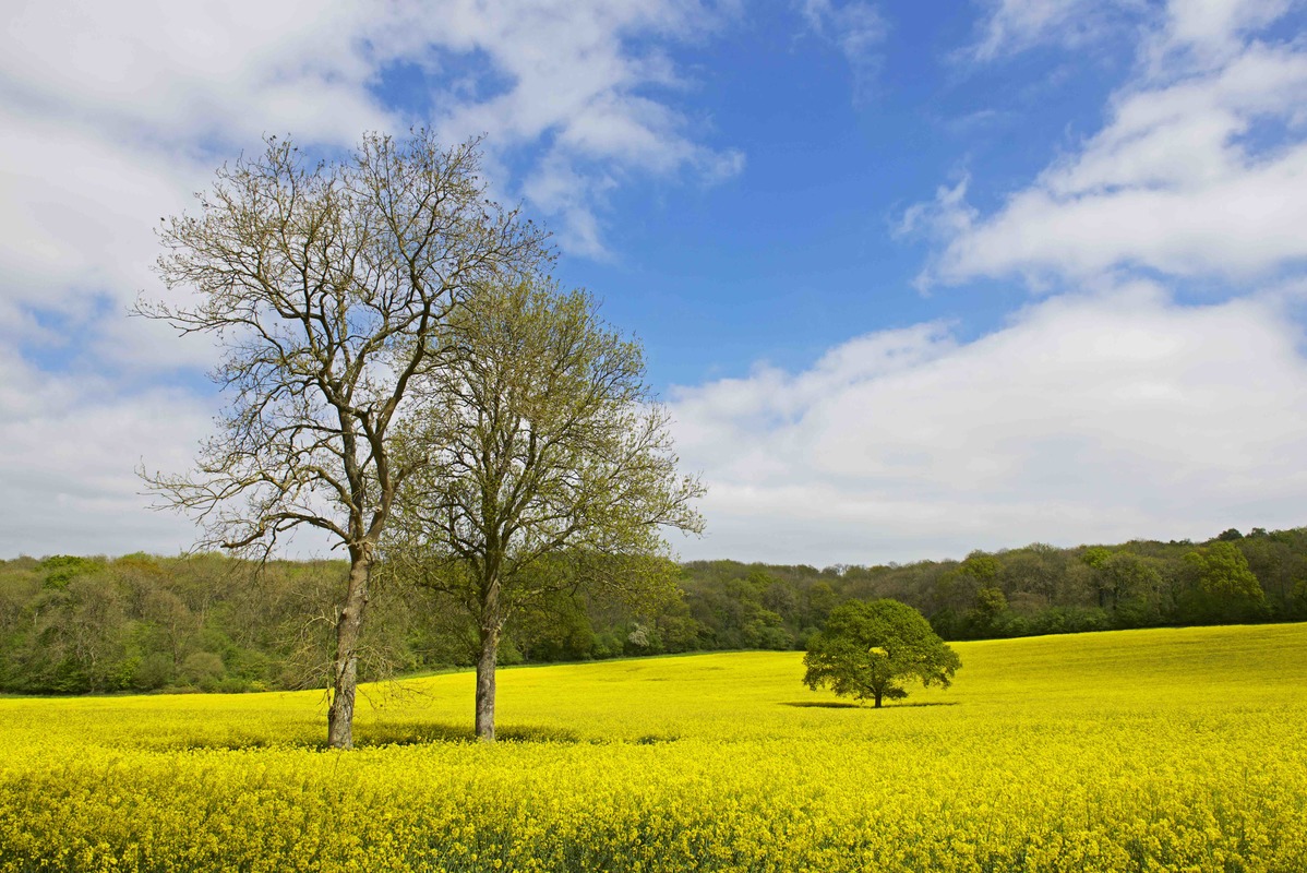 rapeseed_trees.jpg