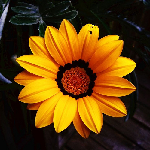3743405879_5ac4079842.jpg