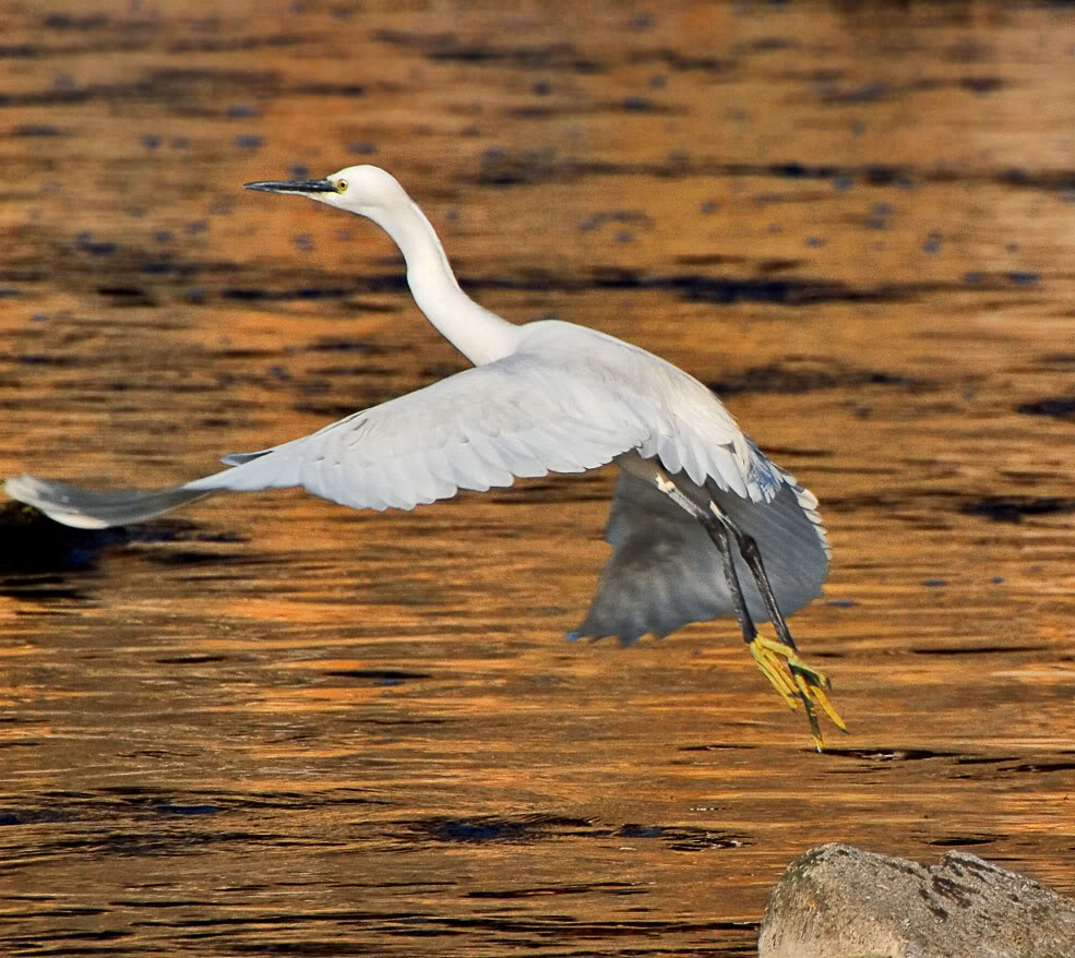 Egret-Orange-web.jpg