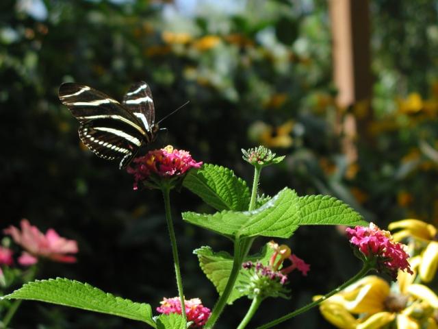 butterfly_640.jpg