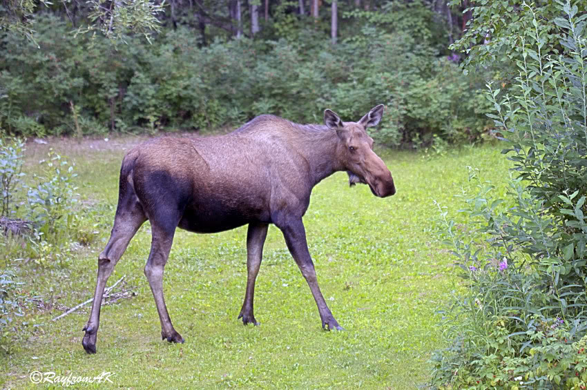 Moose6008B.jpg