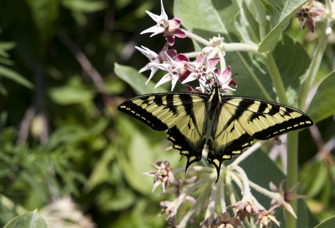 tigerswallowtail2crop.jpg