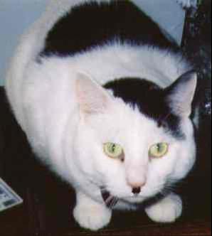 kitler8.jpg