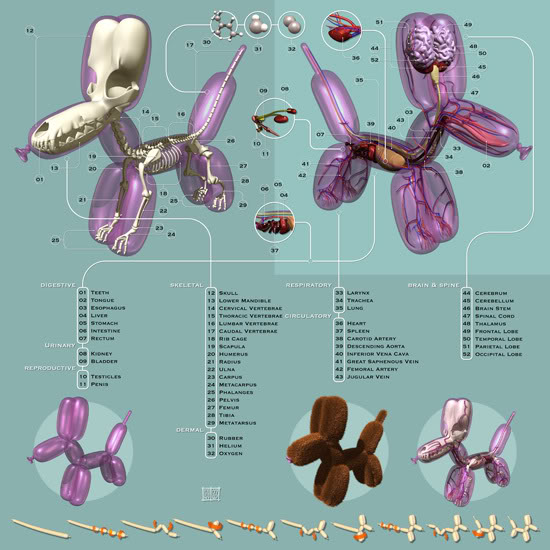 Pneumatic-Anatomica-550.jpg