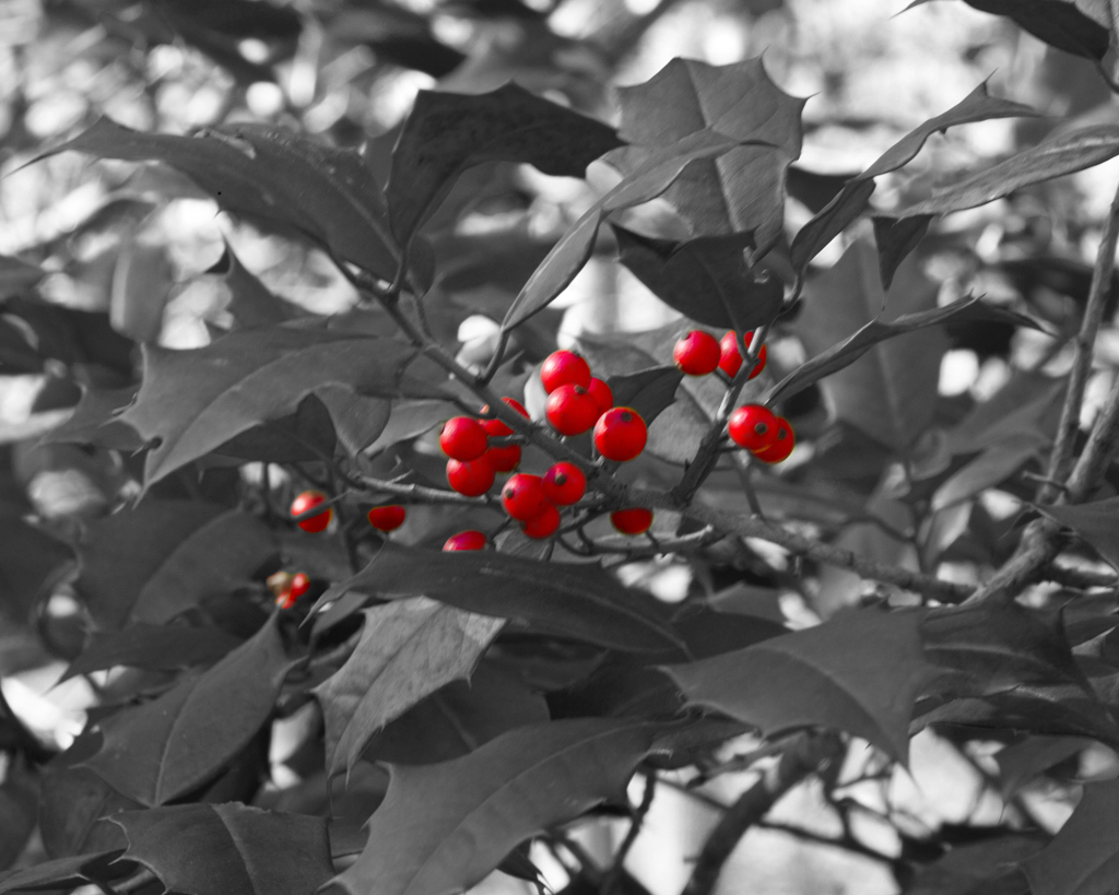 holly1mono810.jpg