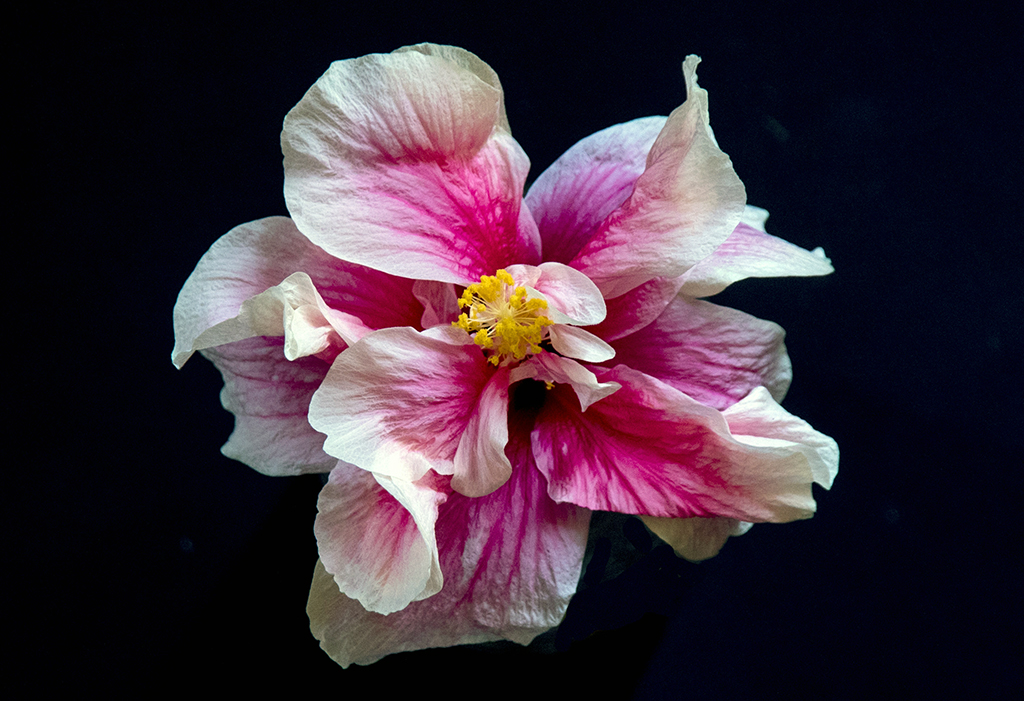 flower11024.jpg