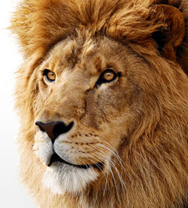 Apple-Lion.jpg