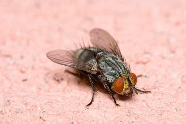 macro-fly1a.jpg