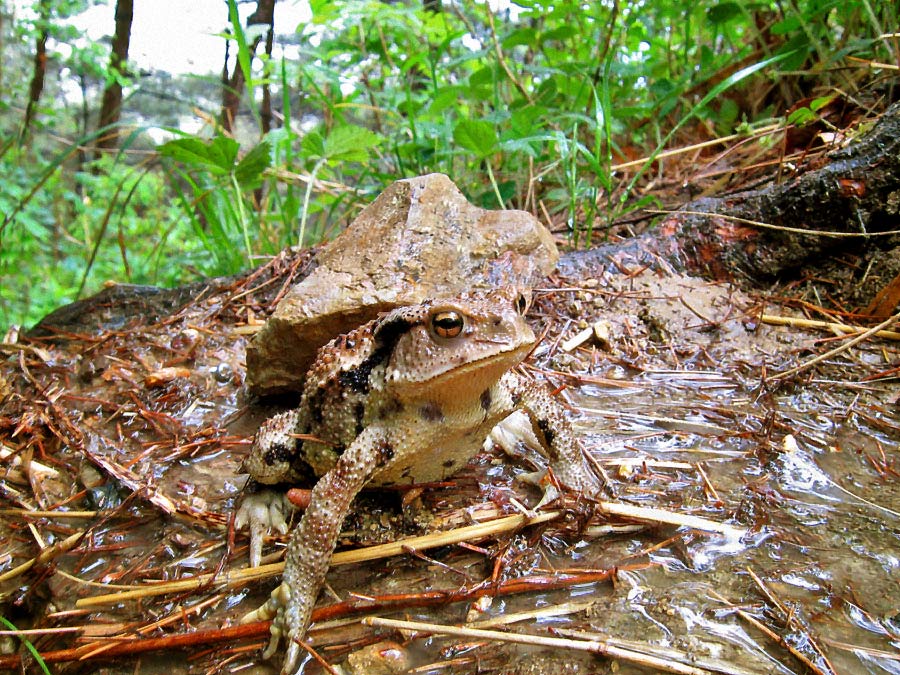 Toad-in-Puddle.jpg