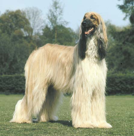 afghan-hound.jpg