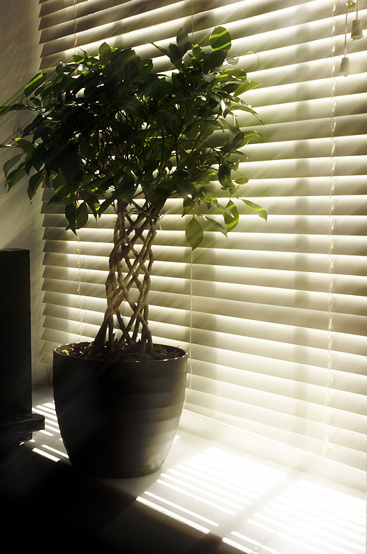 plant-and-blinds.jpg