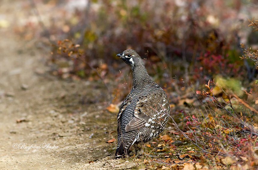 IMG_6480grouse9-19_zps777f5cae.jpg