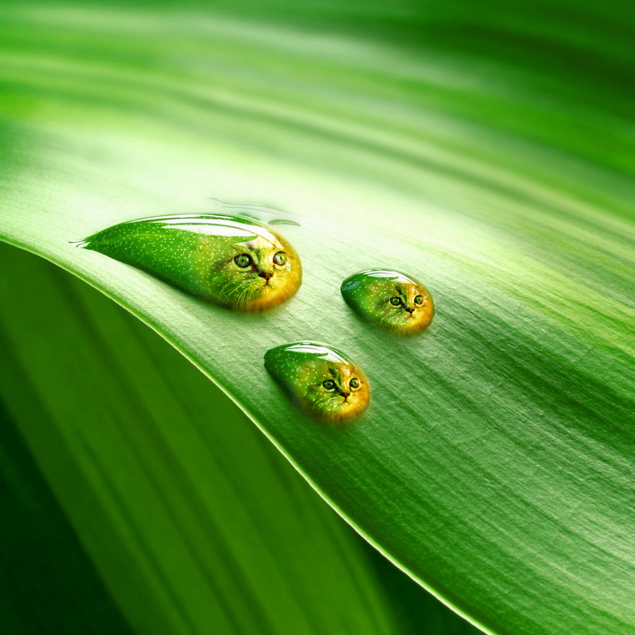 catdrops.png