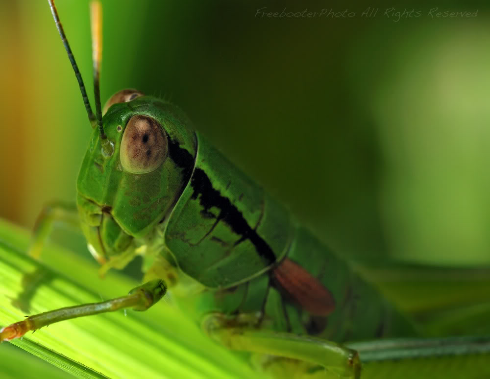 Green-Glow-Hopper-1.jpg