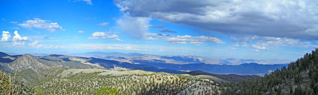 Bristlecone_Panorama_by_NintendoChick109.jpg