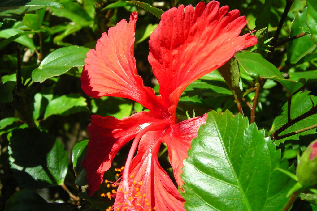 Tropical_Flower_by_NintendoChick109.jpg