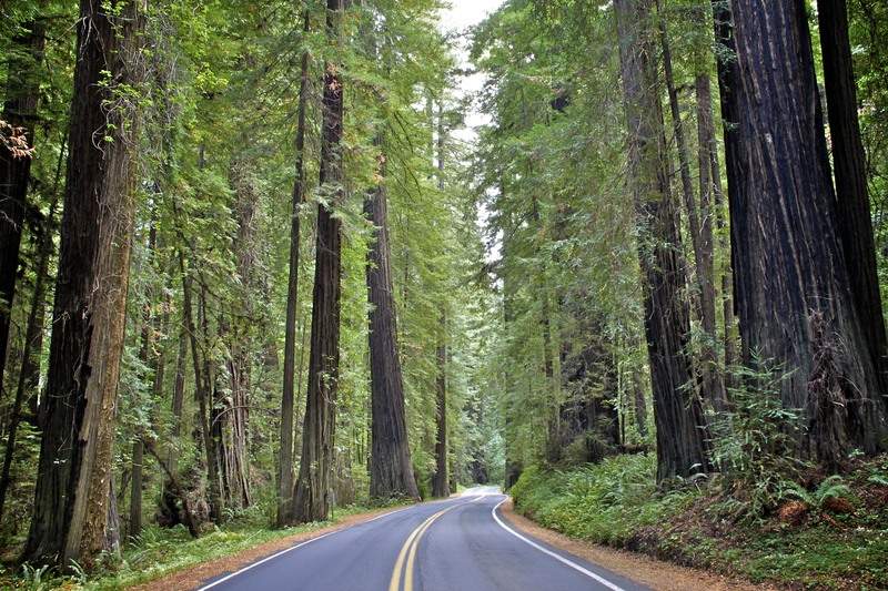 redwoods954.jpg