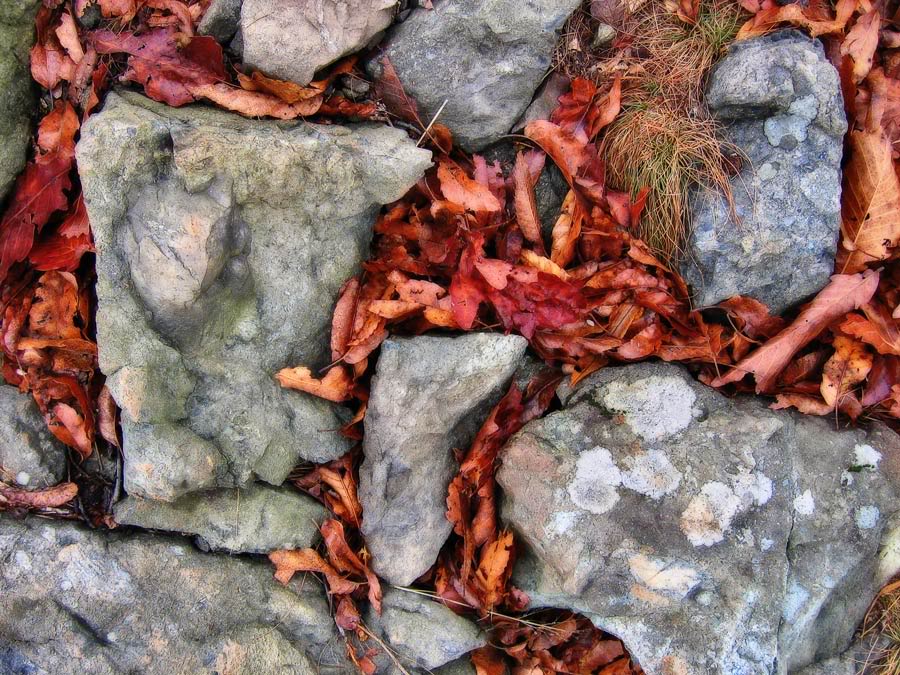 rocks_and_leaves.jpg